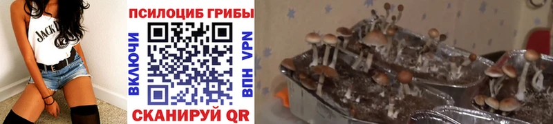 Купить  Сясьстрой  Псилоцибиновые грибы ЛСД 